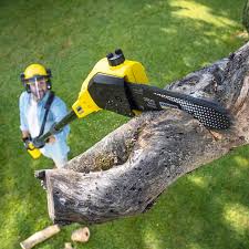 Best Emergency Tree Removal  in Gridley, CA